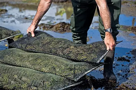 Aquaculture Oysters